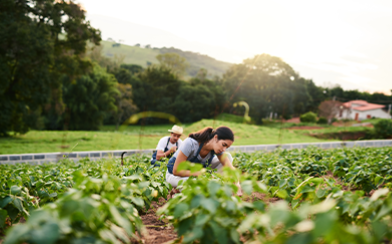 picking crops from garden