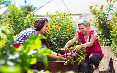 planting produce in a greenhouse 